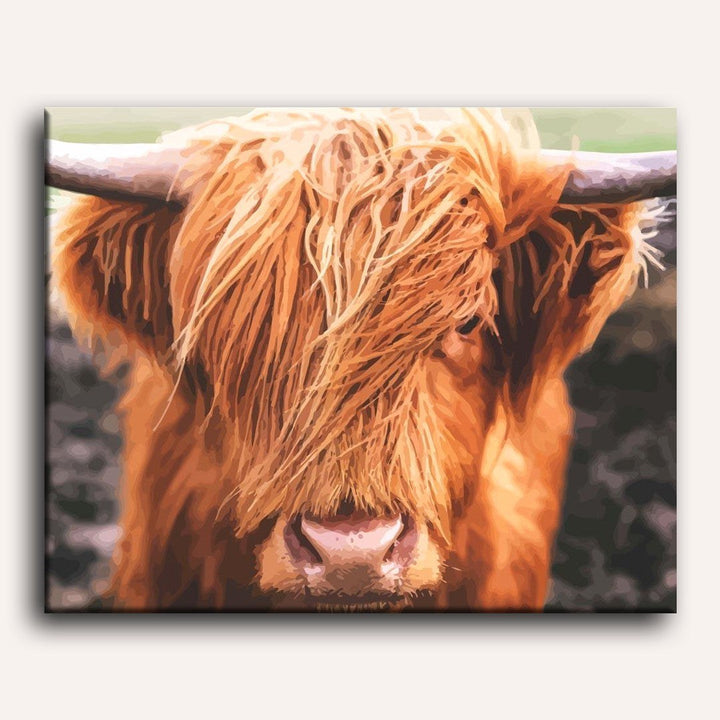 Vache des Highlands | Peinture par numéro 30×40 cm